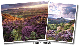Heather Moorland Heather Moorland
