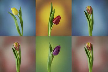 Fun with Flowers - the Andy Warhol Effect by Mark Banks