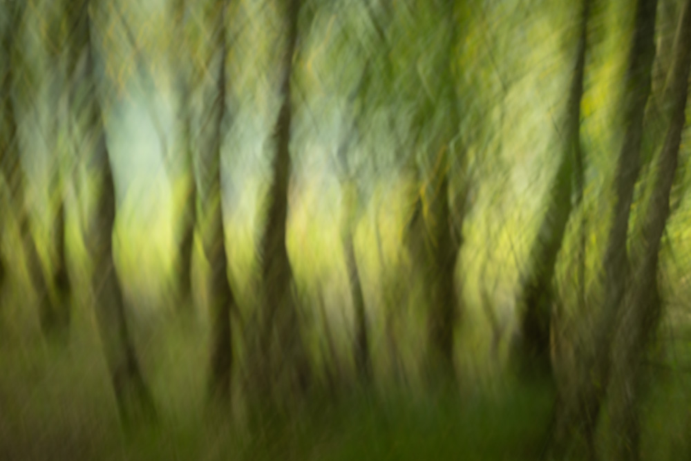 Creative Woodland Workshop