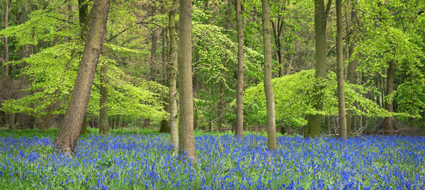 Bluebell Wood 