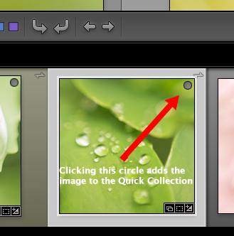 Adobe Lightroom Quick Collection Button