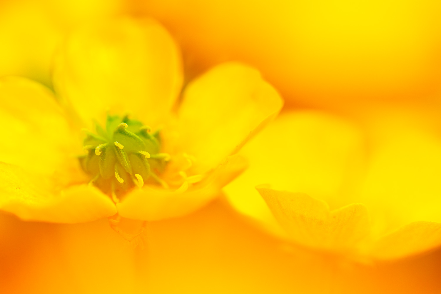 Buttercups