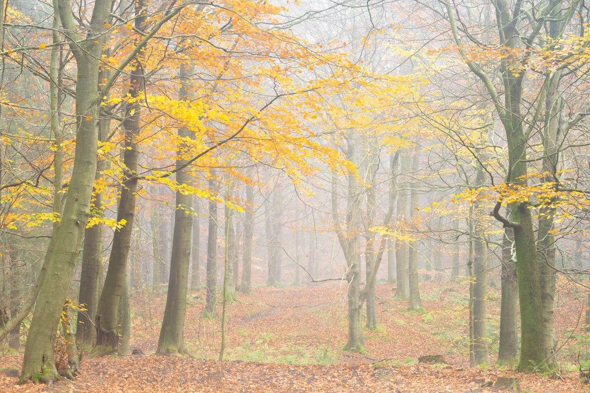 Capturing Nature's Mood