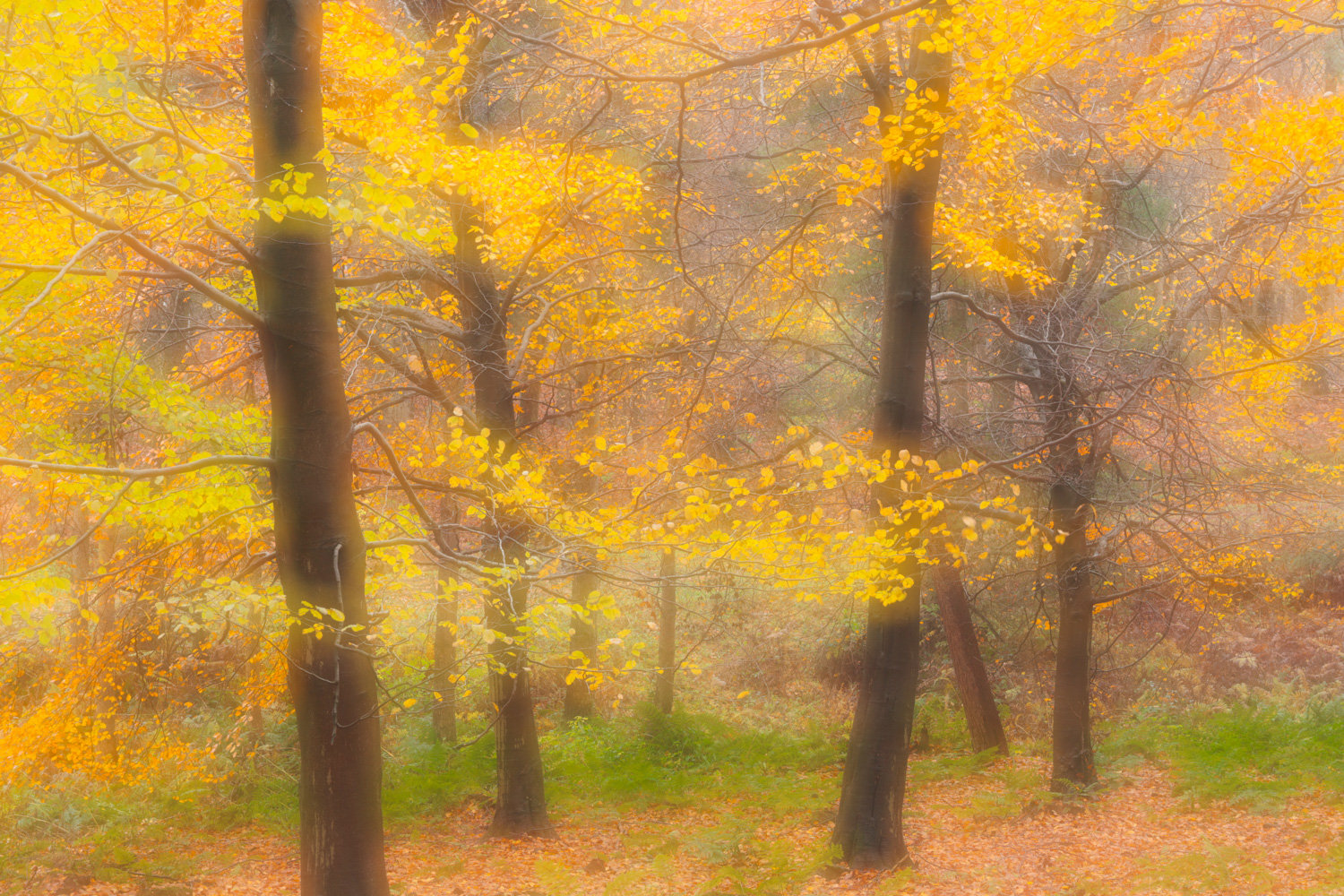 Orton Effect in an autumn woodland