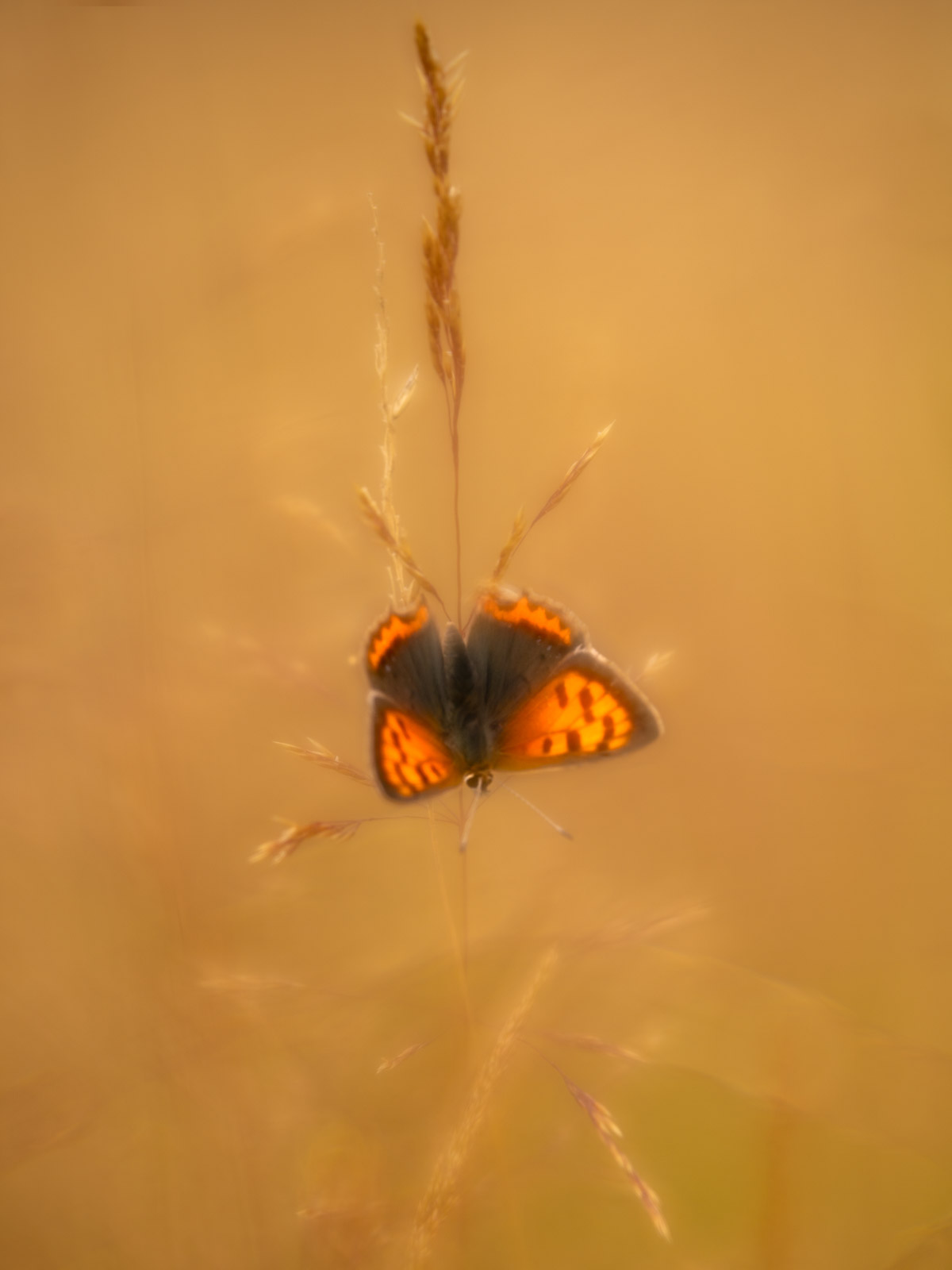 Small Copper butterfly on grasses