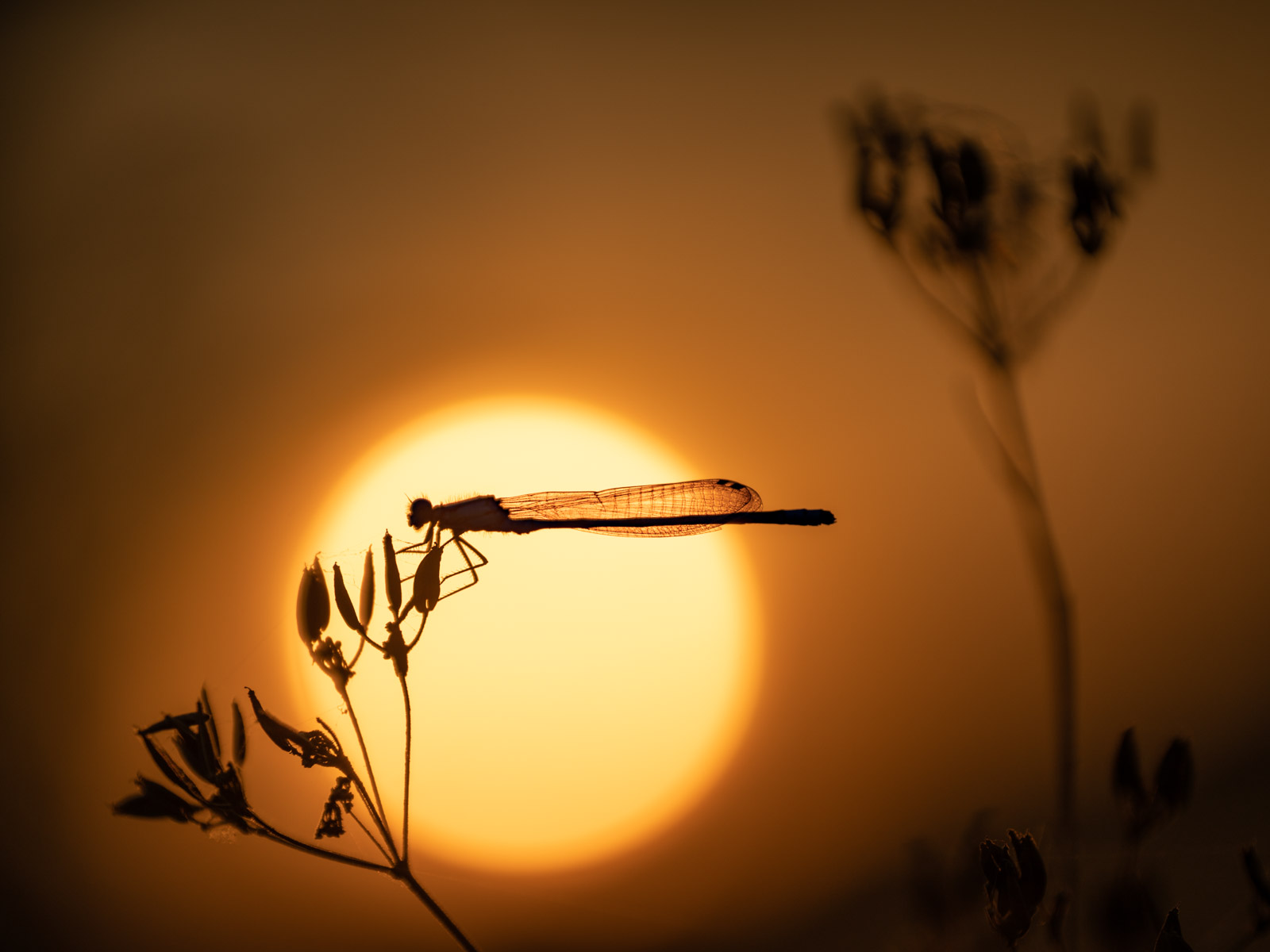Damselfly agains the setting sun