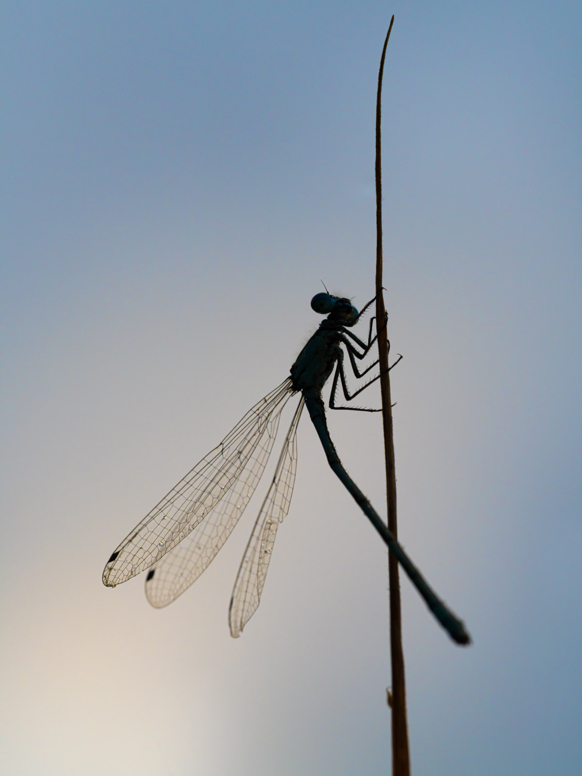 Damselfly in Silhouette