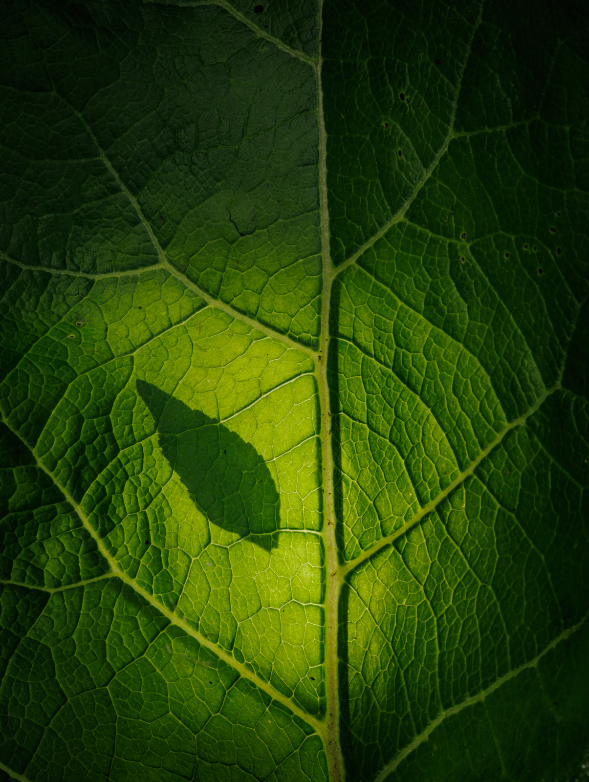 Macro Photography Ideas by Mark Banks