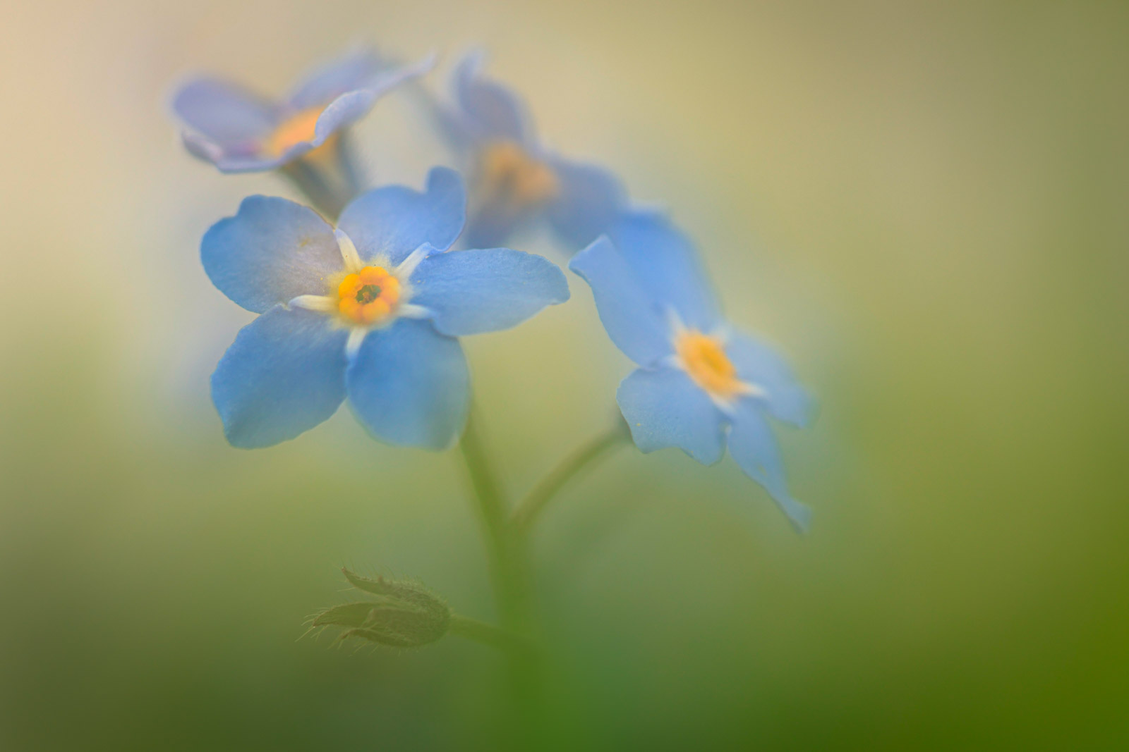 Summer Macro Ideas