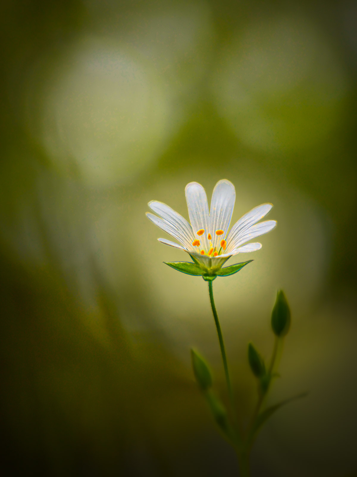 Using bokeh for drama
