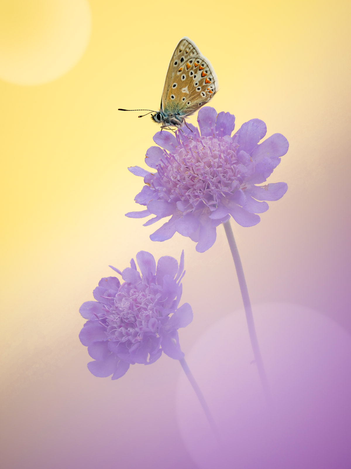 Common Blue butterfly roosting