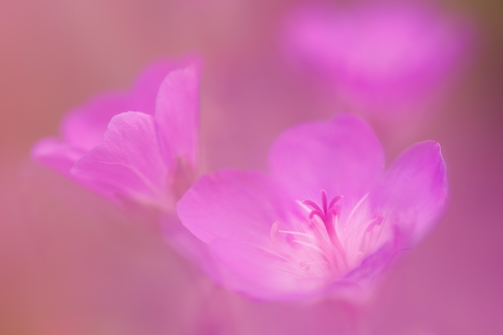 Summer Macro Photography Ideas by Mark Banks