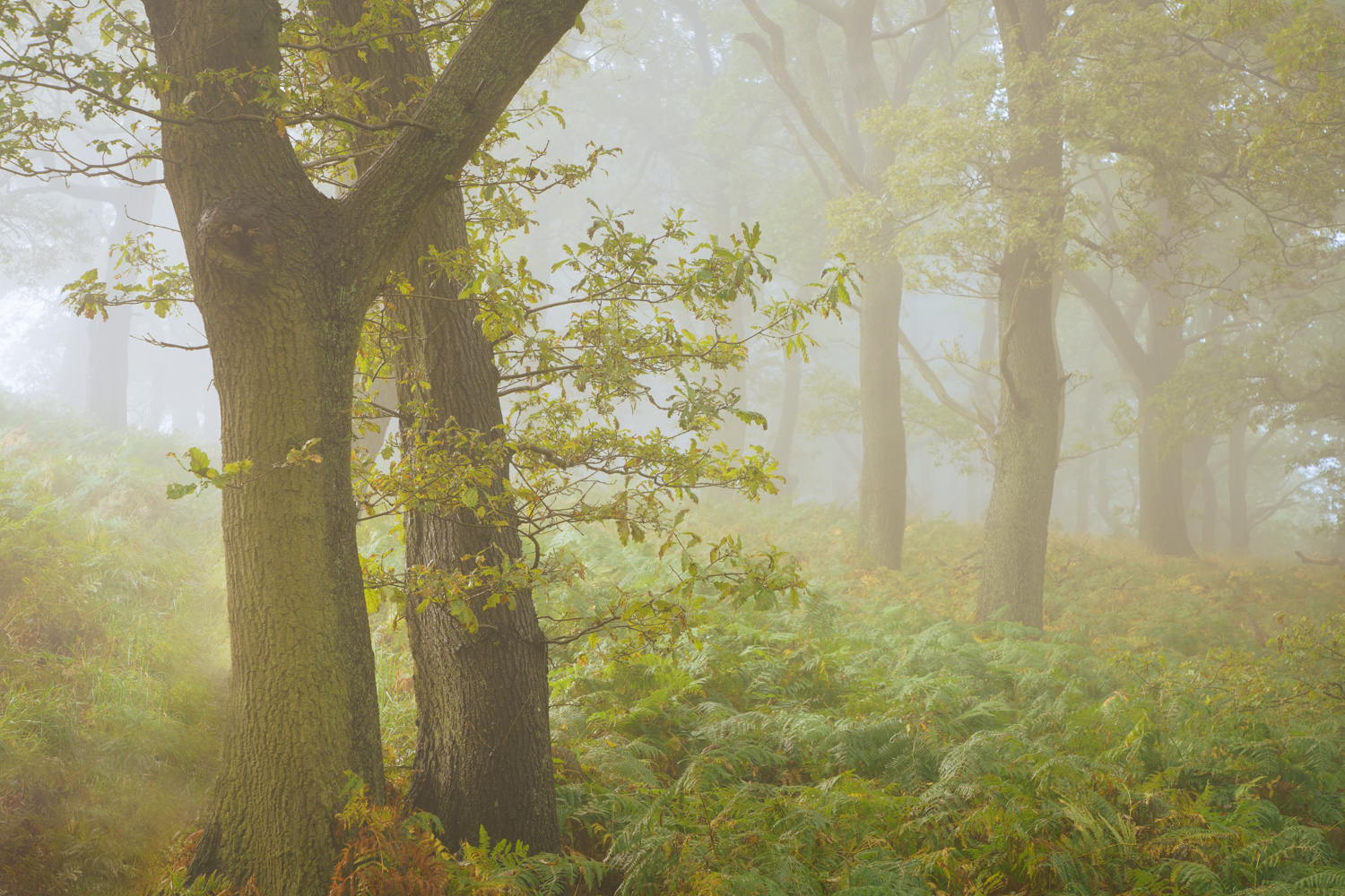 Woodland 2