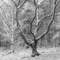 BlackWhite 10
