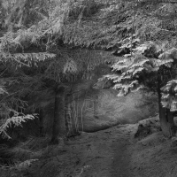 CreativeWoodland 10