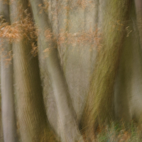 CreativeWoodland 4
