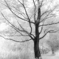 CreativeWoodland 7