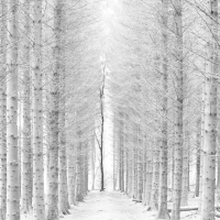 CreativeWoodland 8