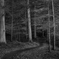 CreativeWoodland 9