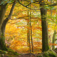 Autumn Colours - Lake District
