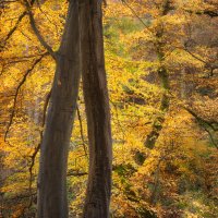 Falling Foss autumn colours (RPS)
