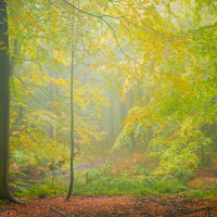Autumn Woodland