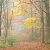 Autumn Woodland
