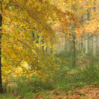 Autumn Woodland