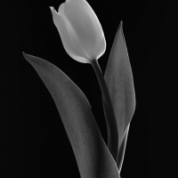 Mono Tulips 1