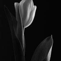 Mono Tulips 10
