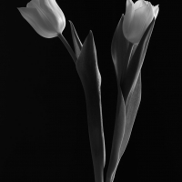 Mono Tulips 2