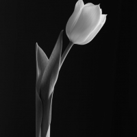 Mono Tulips 3