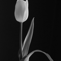 Mono Tulips 4