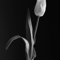 Mono Tulips 5