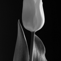 Mono Tulips 6