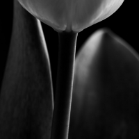 Mono Tulips 8