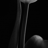 Mono Tulips 9