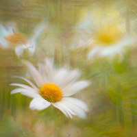 NewYorkshireWildlfowers 1