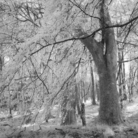 Perthshire 35