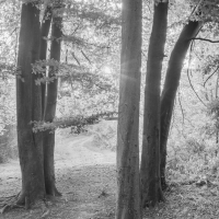 Sussex
