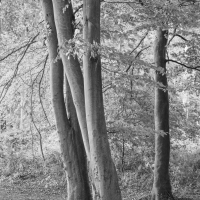 Sussex