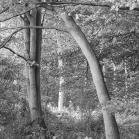 Sussex