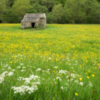 Swaledale wildflower meadows