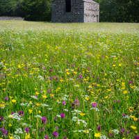 Swaledale wildflower meadows