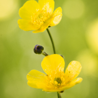 Swaledale wildflower meadows