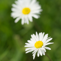 Swaledale wildflower meadows