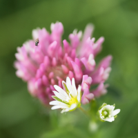 Swaledale wildflower meadows