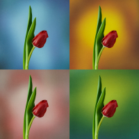 Warhol Tulips