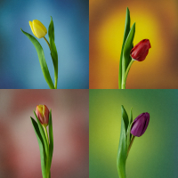 Warhol Tulips