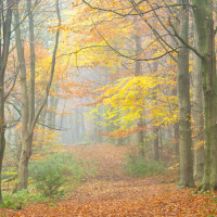 Yorkshire Dales Autumn 10